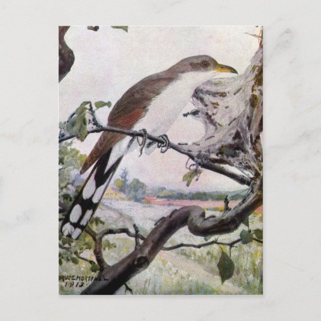 Carte Postale Cuckoo à bec jaune et chenilles (Devant)