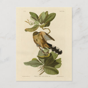 Carte Postale Cuckoo de la mangrove des oiseaux d'Amérique d'Aud