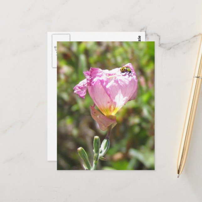 Carte postale - Cucumber Beetle (Devant/Arrière en situation)