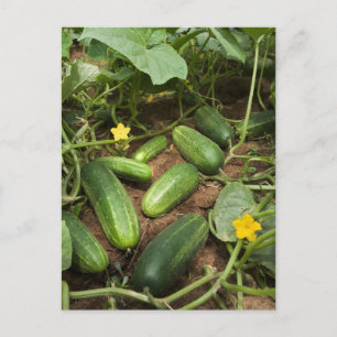 Carte Postale Cucumbers
