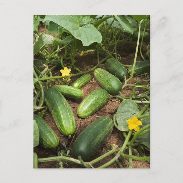 Carte Postale Cucumbers (Devant)