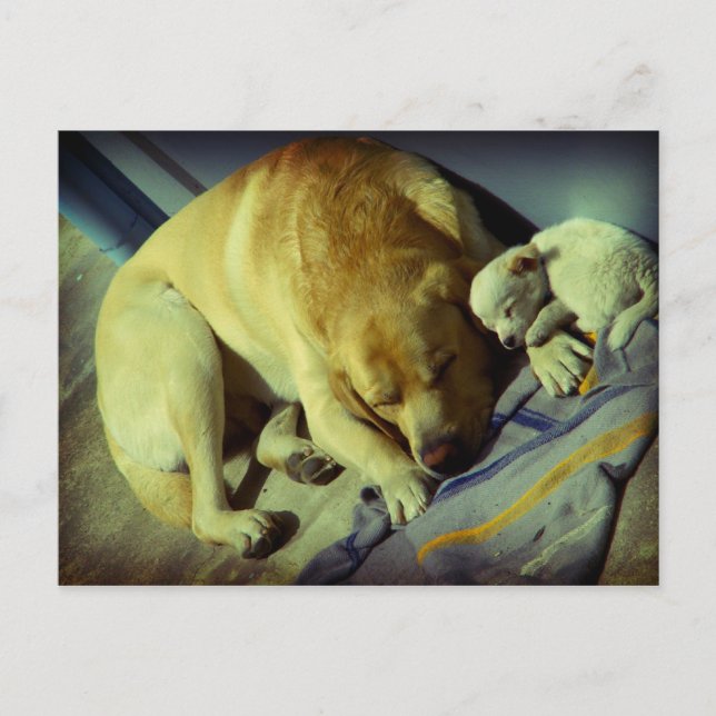 Carte Postale Cuddling Labrador et chiot (Devant)