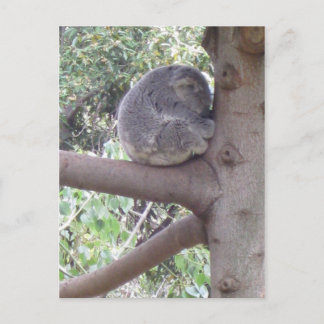 Carte Postale Cuddly Koala