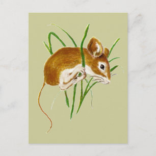 Carte Postale Cuire, Souris Aquarelle Animal Nature