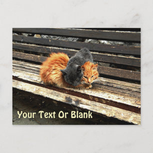 Carte Postale Cuisses Catnap