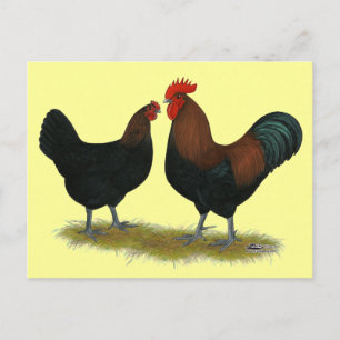 Carte Postale Cuivre noir des Marans