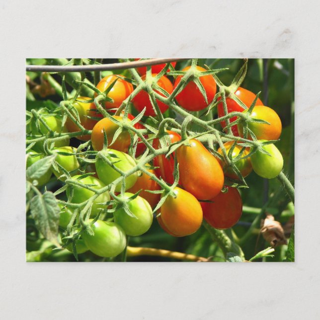 Carte Postale Cultiver des tomates (Devant)