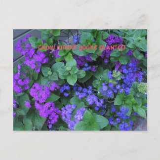 Carte Postale cultiver là où vous êtes planté