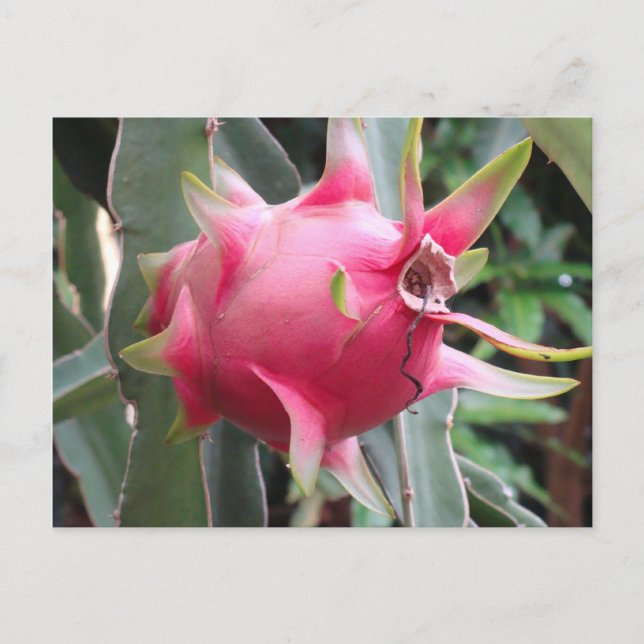 Carte Postale Culture de fruits du dragon (Devant)