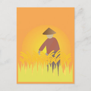 Carte Postale Culture du riz
