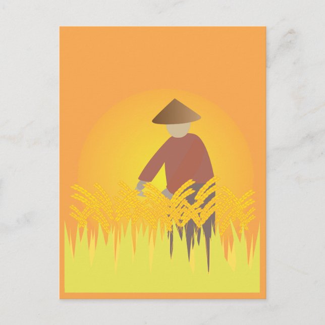 Carte Postale Culture du riz (Devant)