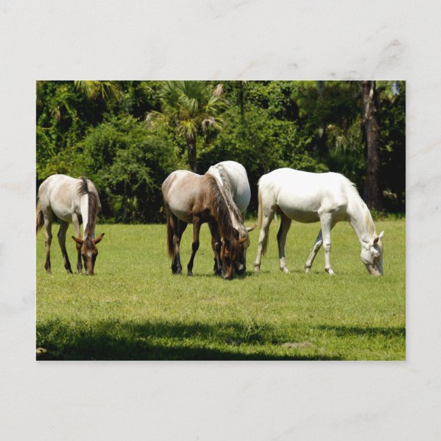 Carte Postale Cumberland sauvage 3 (Devant)
