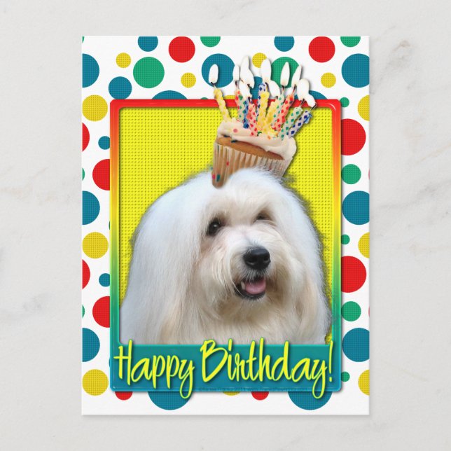 Carte Postale Cupcake d'anniversaire - Coton de Tulear (Devant)
