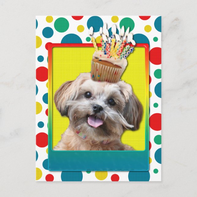 Carte Postale Cupcake d'anniversaire - ShihPoo - Maggie (Devant)