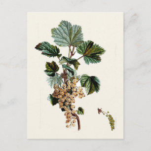 Carte Postale Curateur blanc