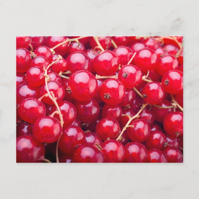 Carte Postale Curateur rouge (Devant)