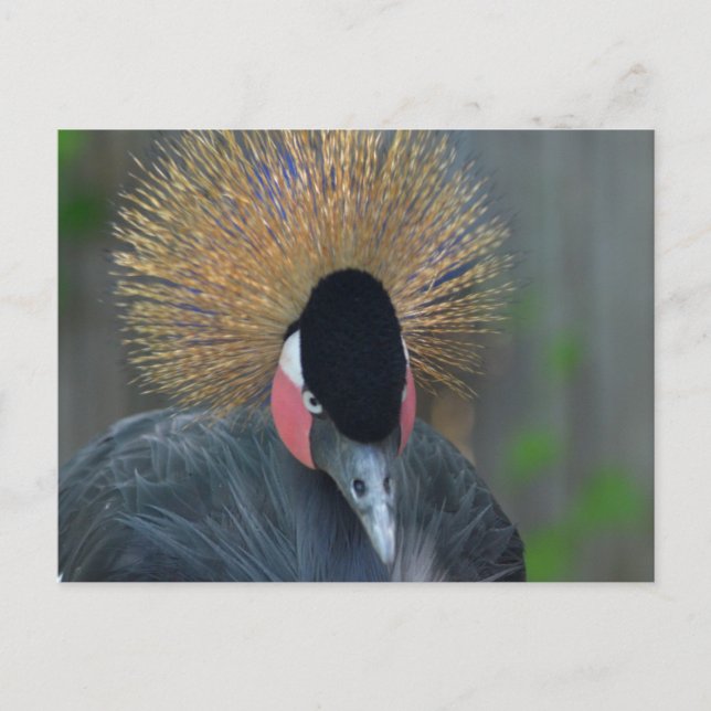 Carte Postale Curieuse Grue Couronnée Africaine (Devant)