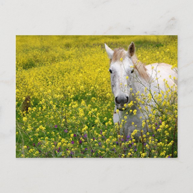 Carte Postale Curieux (Devant)