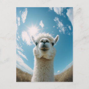 Carte Postale Curieux Alpaca sous le soleil
