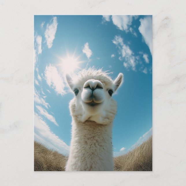 Carte Postale Curieux Alpaca sous le soleil (Devant)