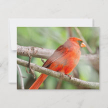 Curieux Cardinal Postcard