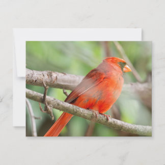 Carte Postale Curieux Cardinal Postcard