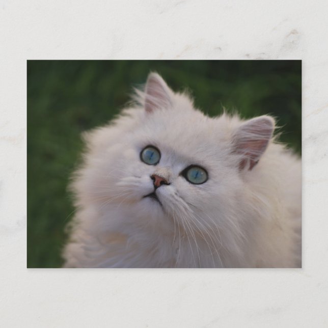 Carte Postale Curieux chaton blanc mignon (Devant)