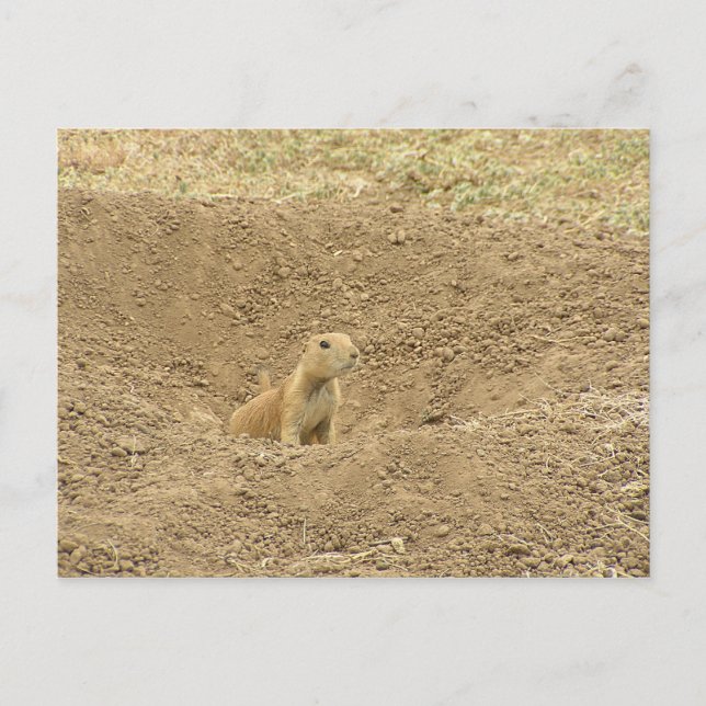 Carte Postale Curieux chien des Prairies (Devant)