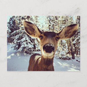 Carte Postale Curieux doe