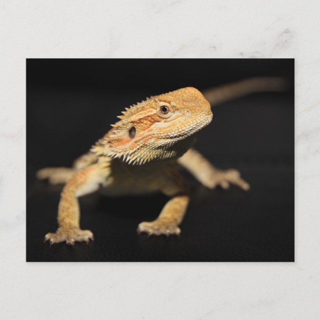 Carte Postale Curieux Dragon À Portée (Devant)