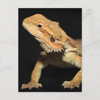 Carte Postale Curieux Dragon À Portes 3