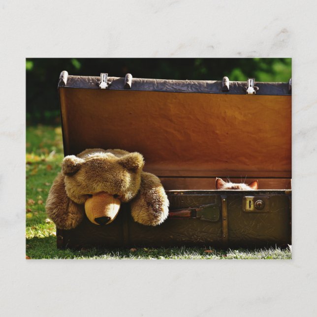 Carte Postale Curieux Kitten de valise avec Teddy farci (Devant)