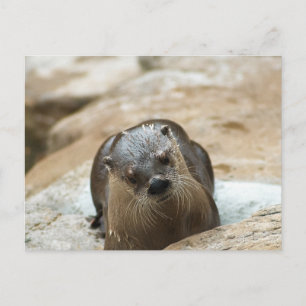 Carte Postale Curieux Otter