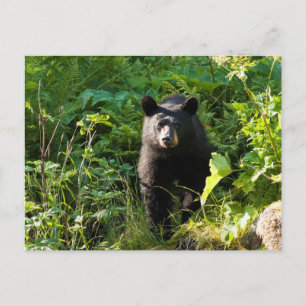 Carte Postale Curieux ours noir