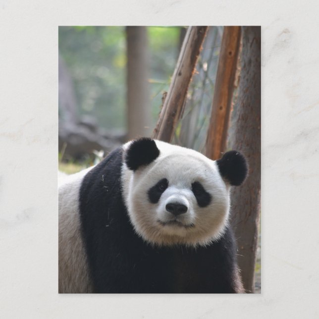 Carte Postale Curieux ours Panda Bear (Devant)