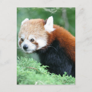Carte Postale Curieux Panda Rouge