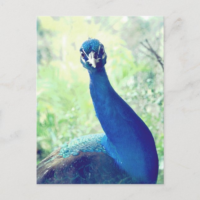 Carte Postale Curieux paon (Devant)