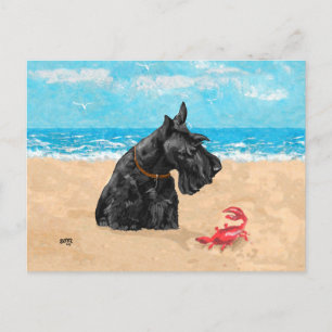 Carte Postale Curieux Scottie à la plage