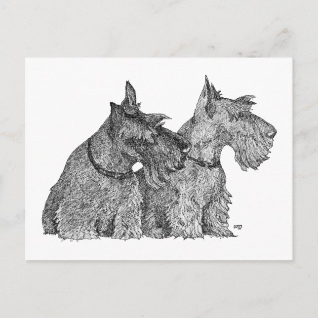 Carte Postale Curieux Scottish Terriers stylo & croquis d'encre (Devant)
