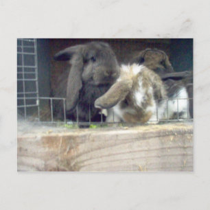 Carte Postale Curiosité