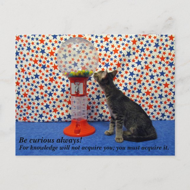 Carte Postale Curiosity - Starring Kori le Secourt Kitty (Devant)