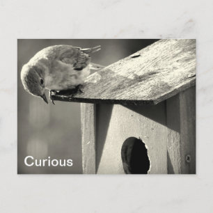 Carte Postale Curious