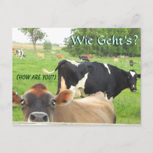 Carte Postale Curious Cow ! Pa Dutch ! Lititz/Lancaster