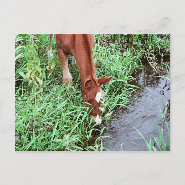 Carte postale Curious Foy (Devant)