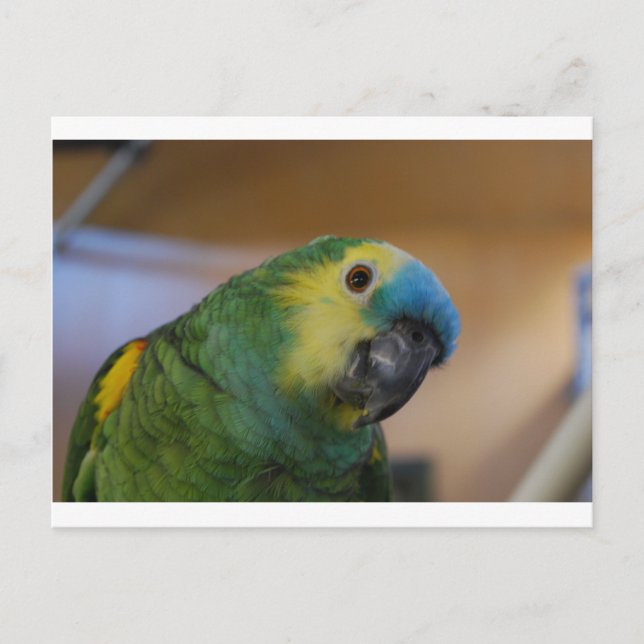 Carte Postale Curious Parrot (Devant)