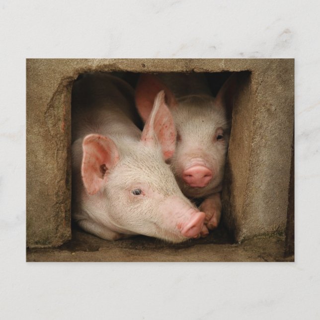 Carte Postale Curious Piglets (Devant)