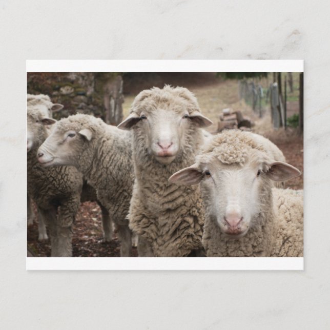 Carte Postale Curious sheep (Devant)