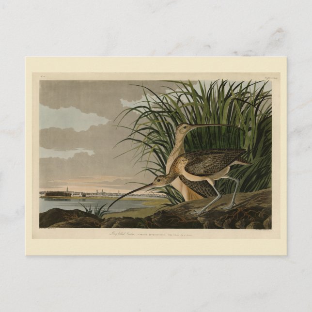 Carte Postale Curlew from Audubon's Birds of America (Devant)