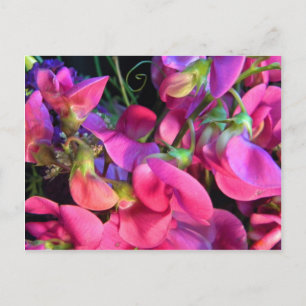 Carte Postale Curly Que