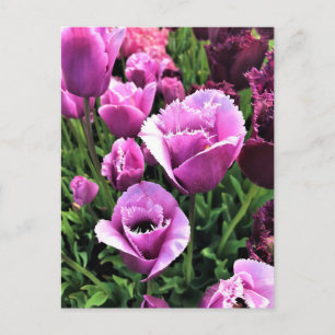 Carte Postale Curly Sue Purple Tulips, Oregon